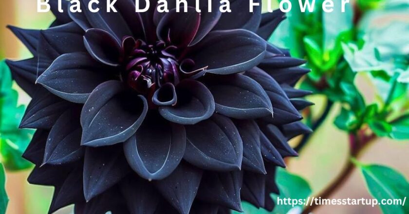 The Controversy of black dahlia flower